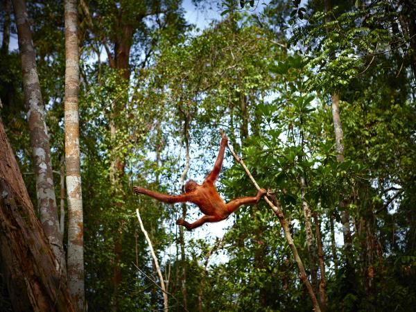 Kutai National Park orangutan vacation, Borneo