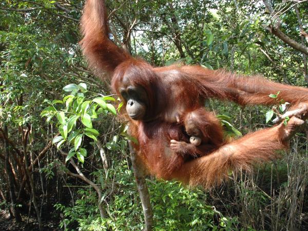 Kutai National Park orangutan vacation, Borneo