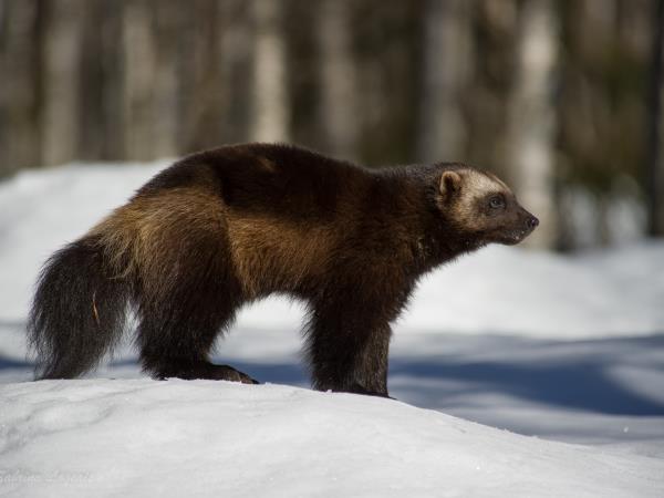 Wildlife photography vacation in Finland