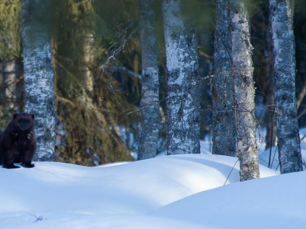 Wildlife photography vacation in Finland