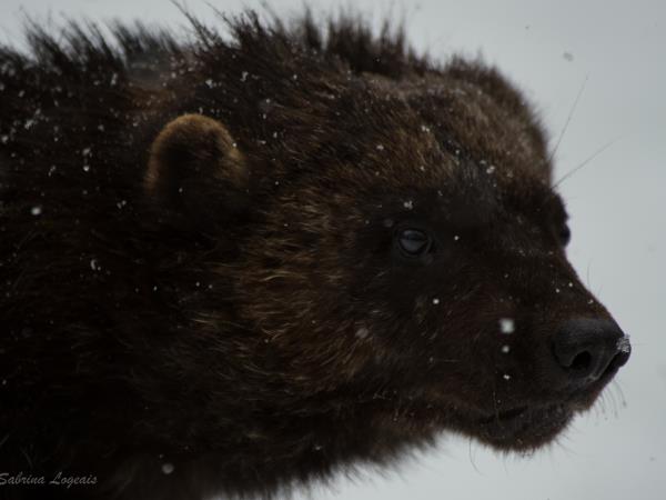 Wildlife photography vacation in Finland