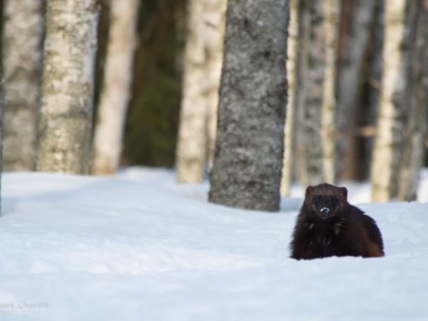 Wildlife photography vacation in Finland