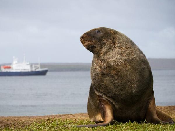 Ross Sea Antarctic Islands cruise from New Zealand