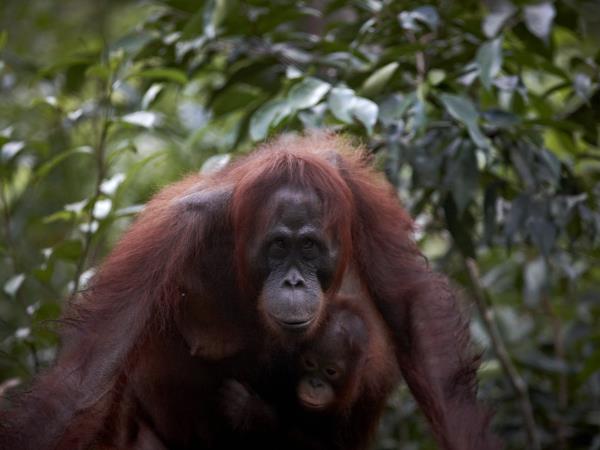 Orangutan expedition in Central Borneo