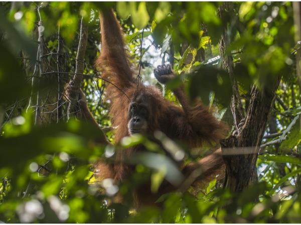 Sumatra orangutan experience, Indonesia