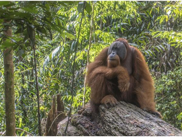 Sumatra orangutan experience, Indonesia