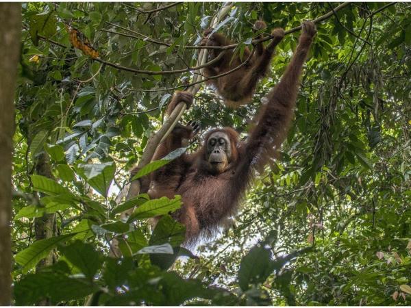 Sumatra orangutan experience, Indonesia
