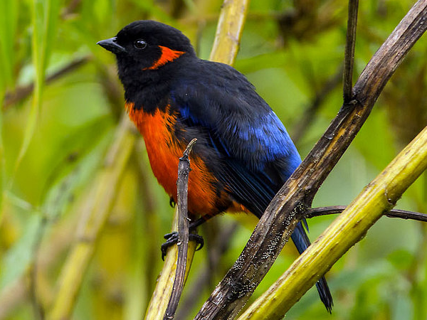 Peru bird watching vacation
