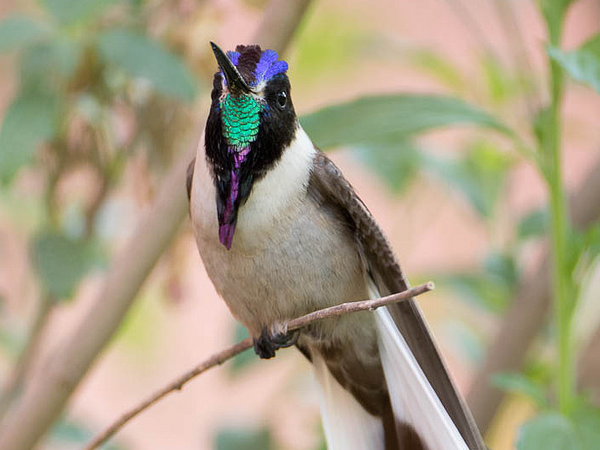 Peru bird watching vacation