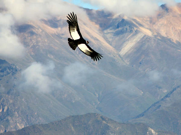 Peru bird watching vacation