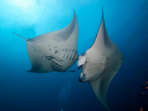 Dive tour in Indonesia, Bali & Komodo