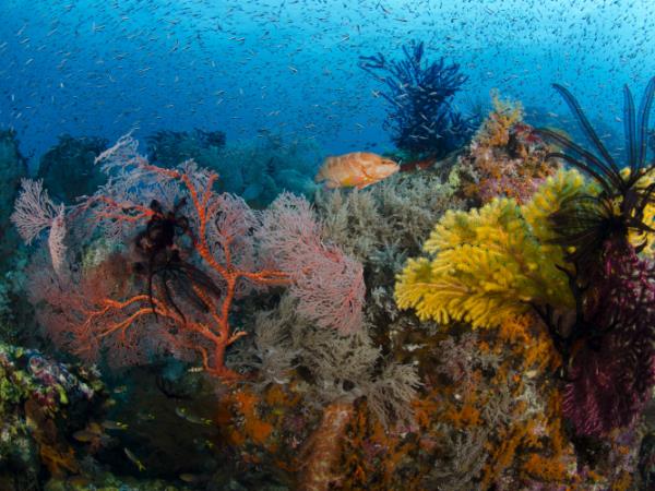 Dive tour in Indonesia, Bali & Komodo