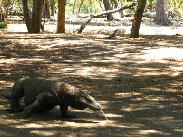 Dive tour in Indonesia, Bali & Komodo