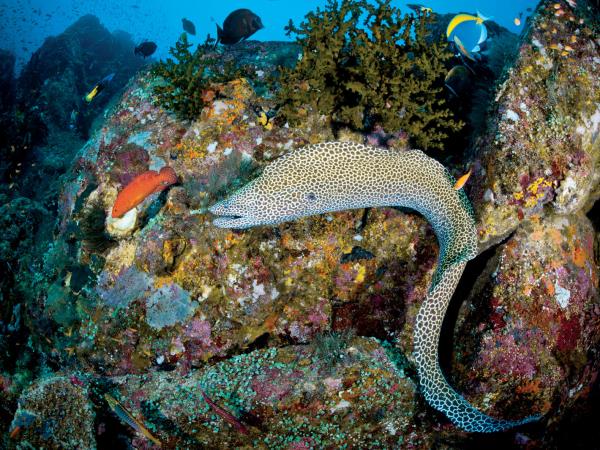 Dive tour in Indonesia, Bali & Komodo