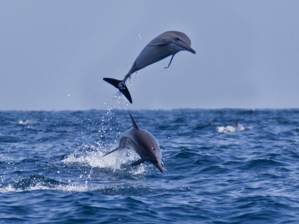 Vacation in Oman, Bedouin and fjords of Musandam