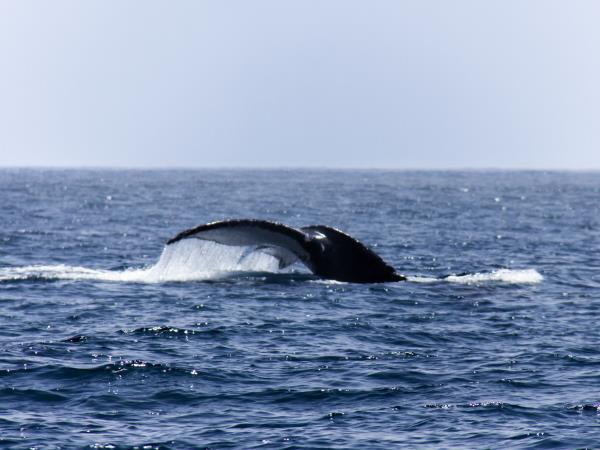 Vacation in Oman, Bedouin and fjords of Musandam