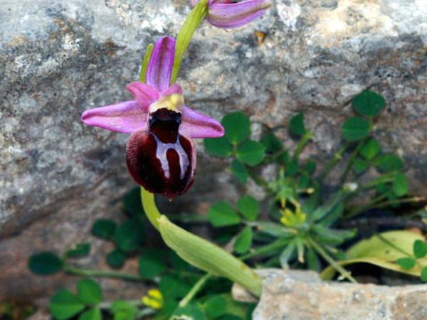 Karpathos and Rhodos walking & cultural vacation, Greece