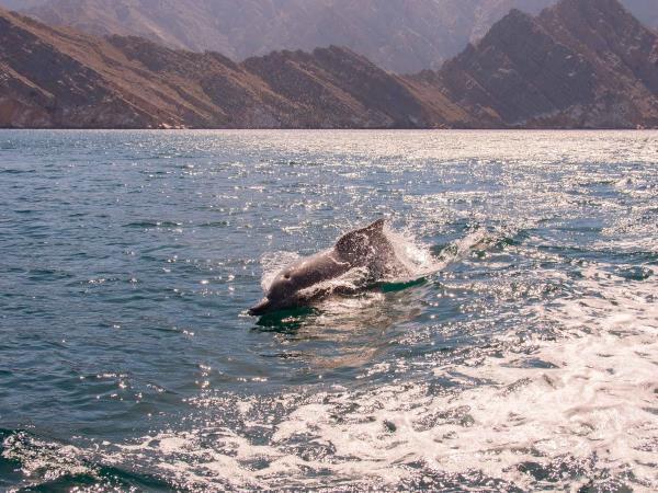 Vacation in Oman, Bedouin and fjords of Musandam