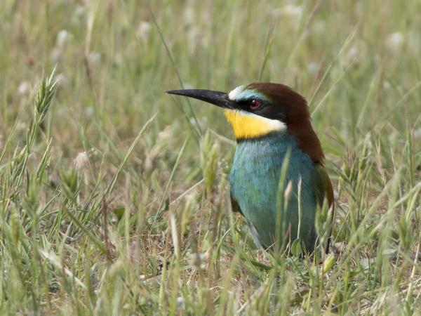 Birdwatching vacation in Greece