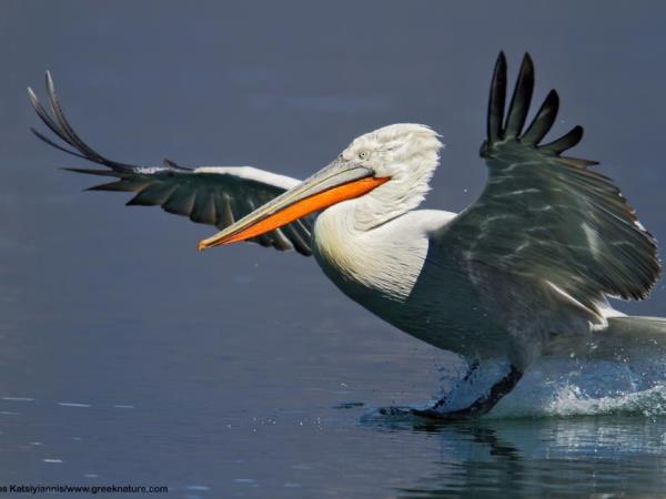 Birdwatching vacation in Greece