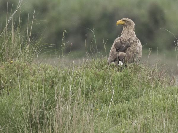 Birdwatching vacation in Greece