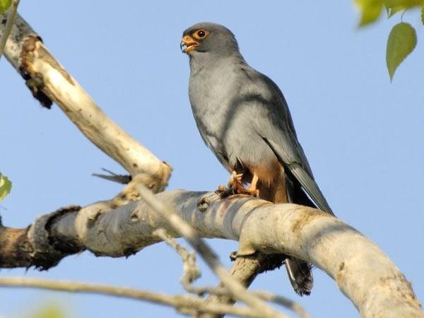 Bird watching tours in Hungary