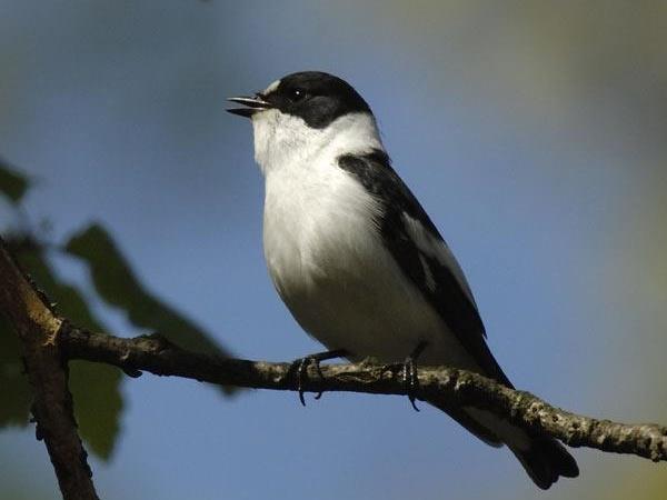 Bird watching tours in Hungary