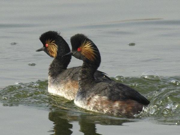 Bird watching tours in Hungary