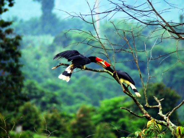 Borneo wilderness adventure vacation