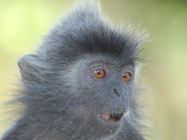 Borneo wilderness adventure vacation