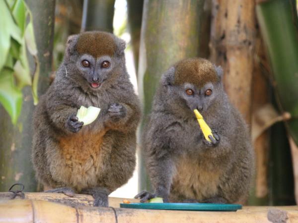 Madagascar cycling tour