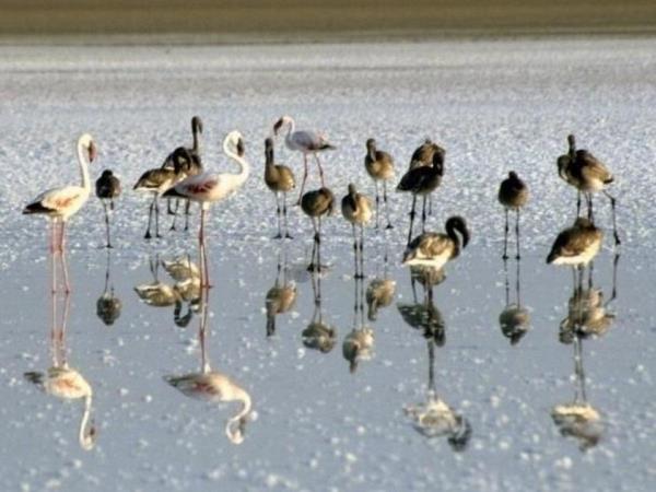 India big cats safari, lions and tigers