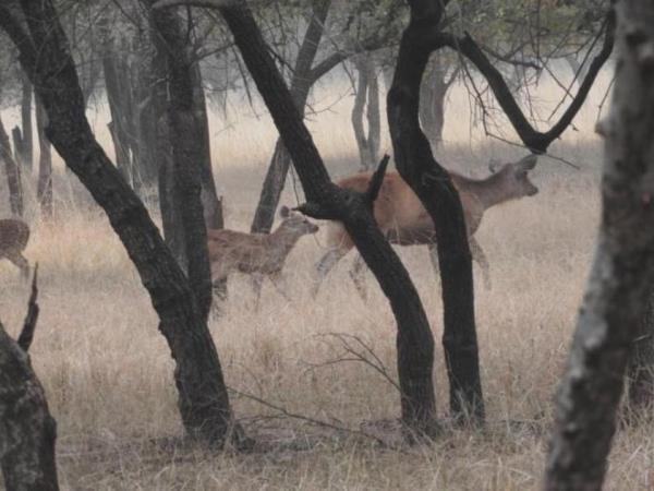 India big cats safari, lions and tigers