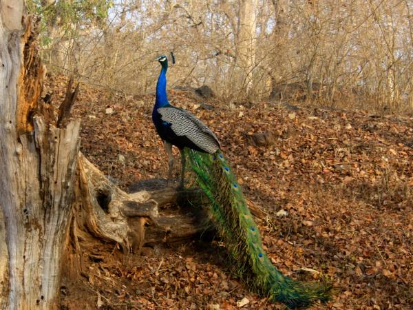 History, culture & wildlife of India vacation