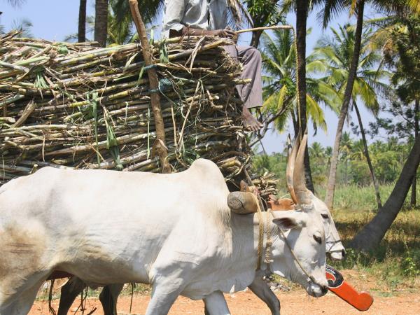 History, culture & wildlife of India vacation
