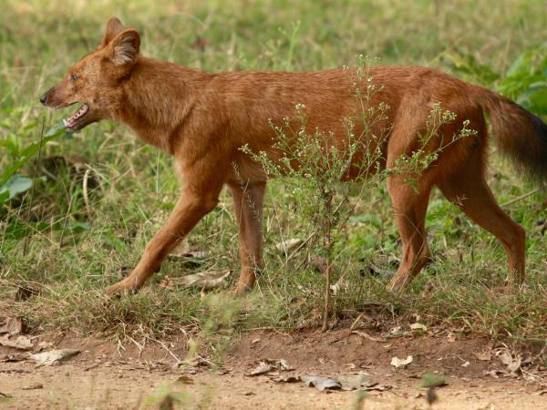 History, culture & wildlife of India vacation