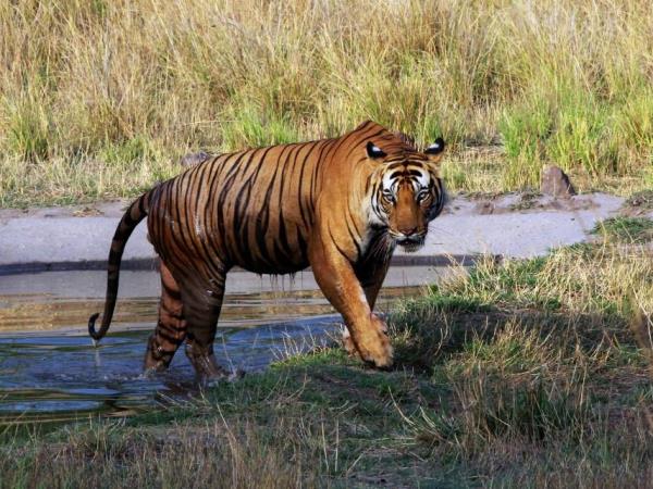 Tigers and rhinos tours in India