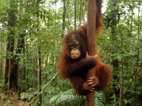 Orangutan volunteering in Borneo