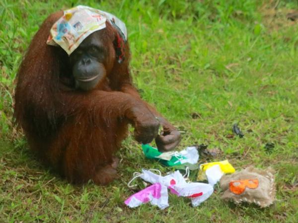 Orangutan volunteering in Borneo