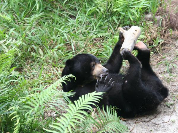 Orangutan volunteering in Borneo