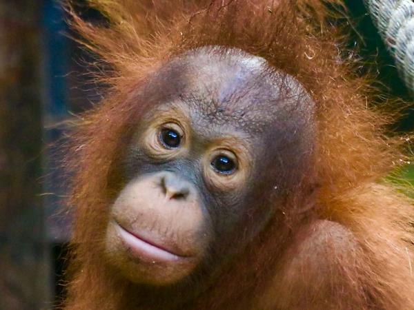 Orangutan volunteering in Borneo