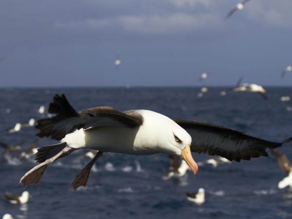New Zealand wildest Island cruise, inc Stewart Island
