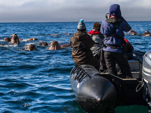 Chukotka and Wrangel Island wildlife cruises, Russia