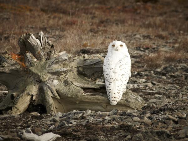 Chukotka and Wrangel Island wildlife cruises, Russia