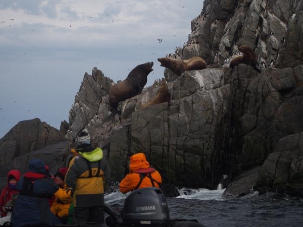 Sea of Okhotsk wildlife cruise, Russia