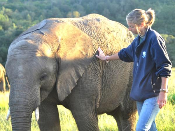 Volunteer with elephants in South Africa