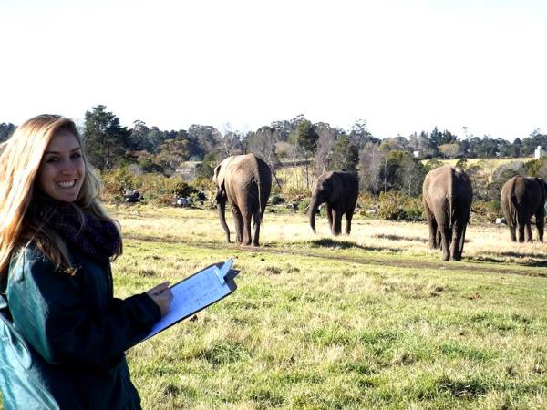 Volunteer with elephants in South Africa
