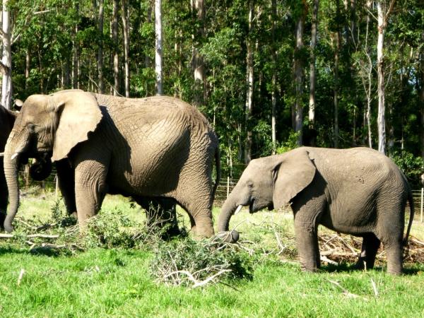 Volunteer with elephants in South Africa