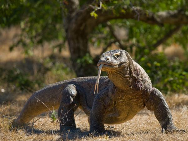 Komodo and Flores adventure vacation in Indonesia