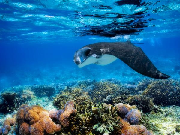 Komodo and Flores adventure vacation in Indonesia